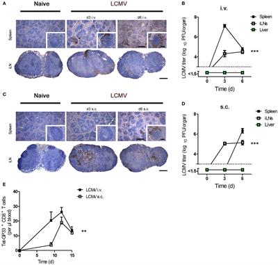 Presentation of Autoantigen in Peripheral Lymph Nodes Is Sufficient for Priming Autoreactive CD8+ T Cells